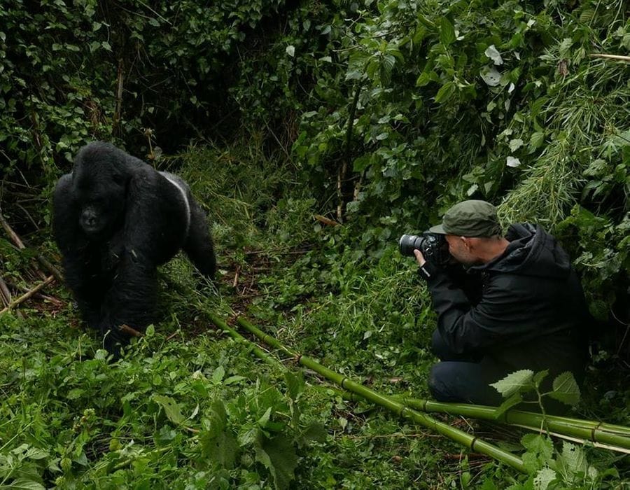 Pedro Narra e Gorila Rwanda