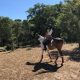 Cavalos na Serra Inspire Setubal Featured