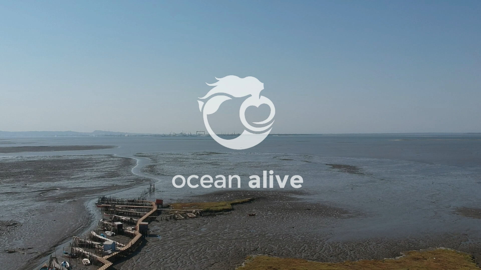 Ocean Alive - Estuario do Sado